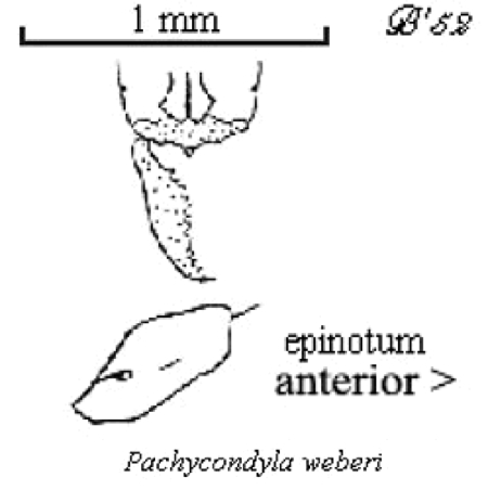 {Pachycondyla weberi}