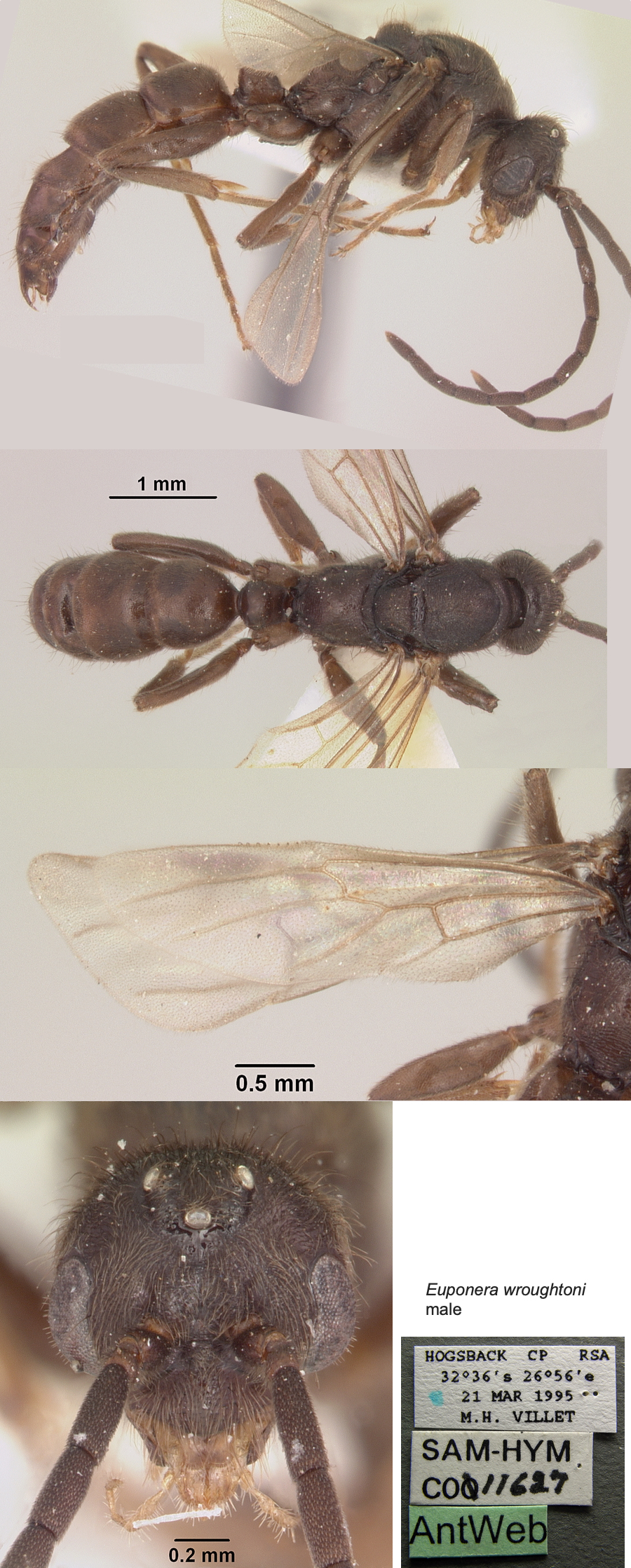 {Pachycondyla wroughtoni male}