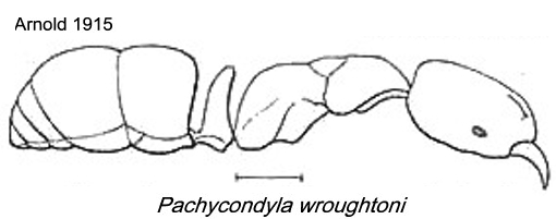 {Pachycondyla wroughtoni}