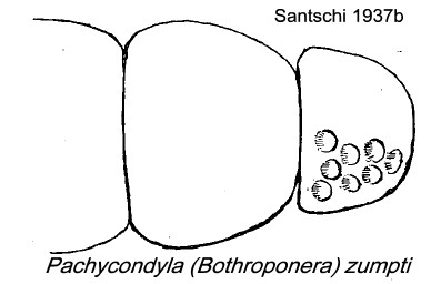 {Pachycondyla (Bothroponera) zumpti}