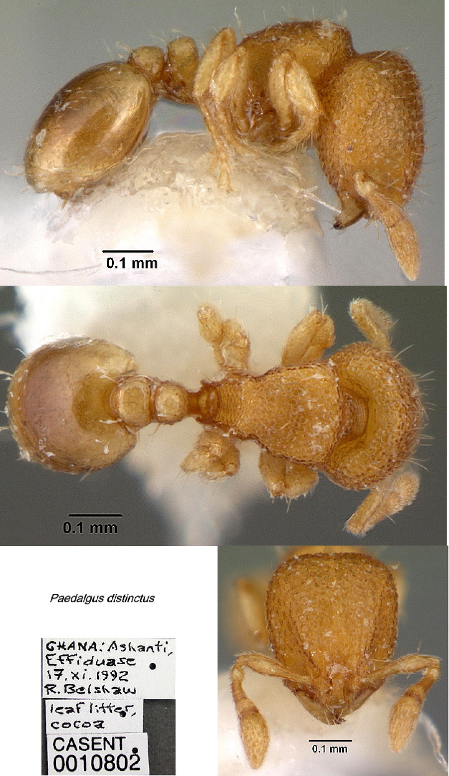 {Paedalgus distinctus}
