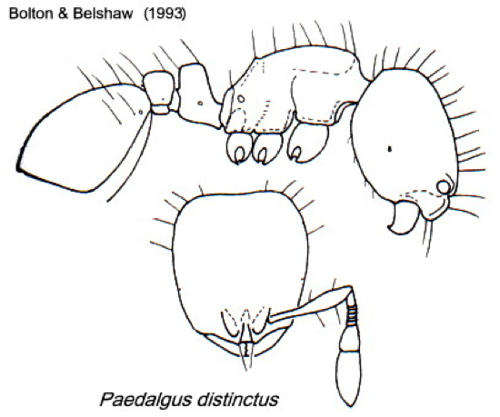 {Paedalgus distinctus}