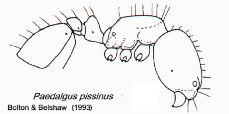 {Paedalgus pisinnus}