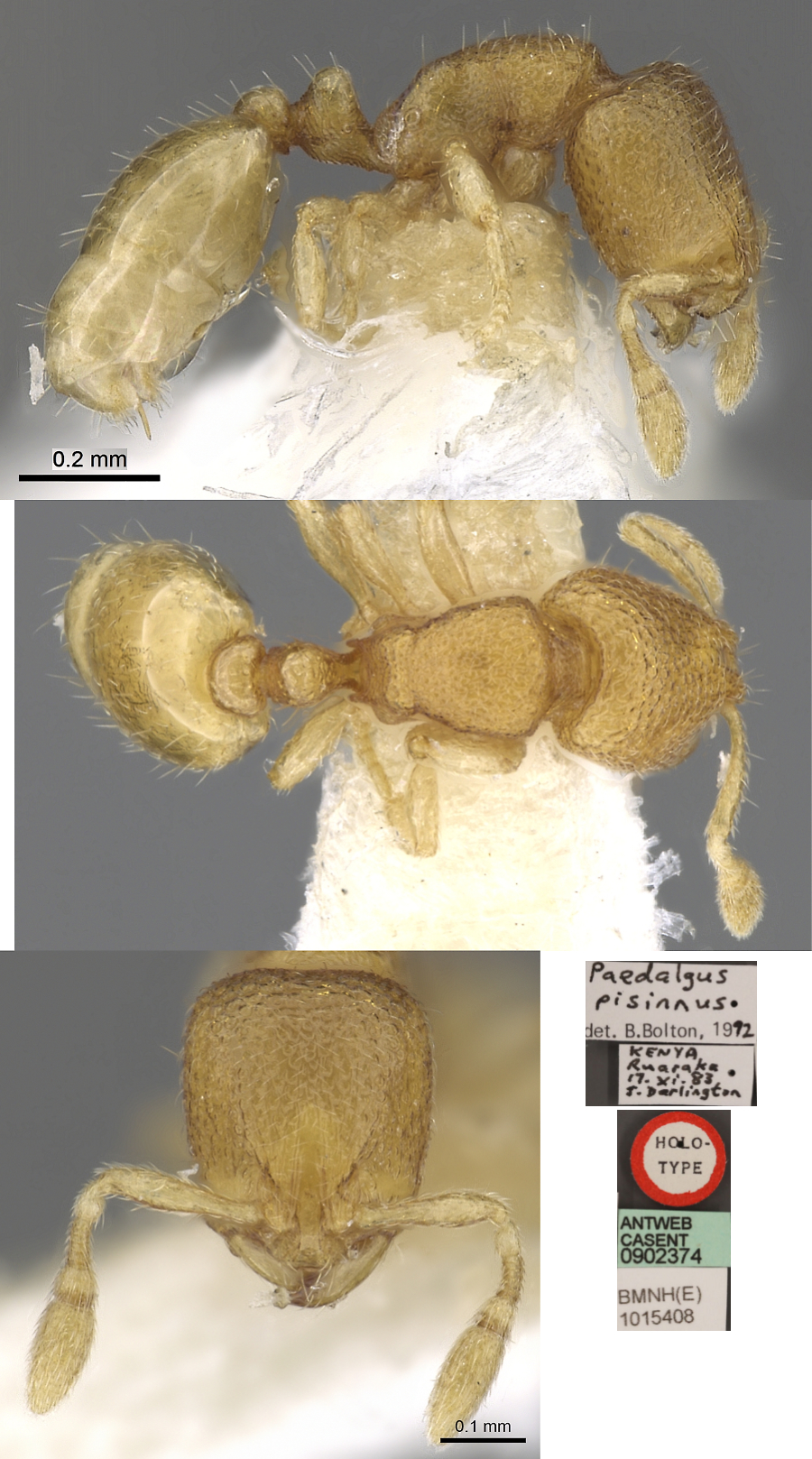 Paedalgus pissinus