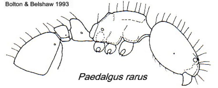 {Paedalgus rarus}