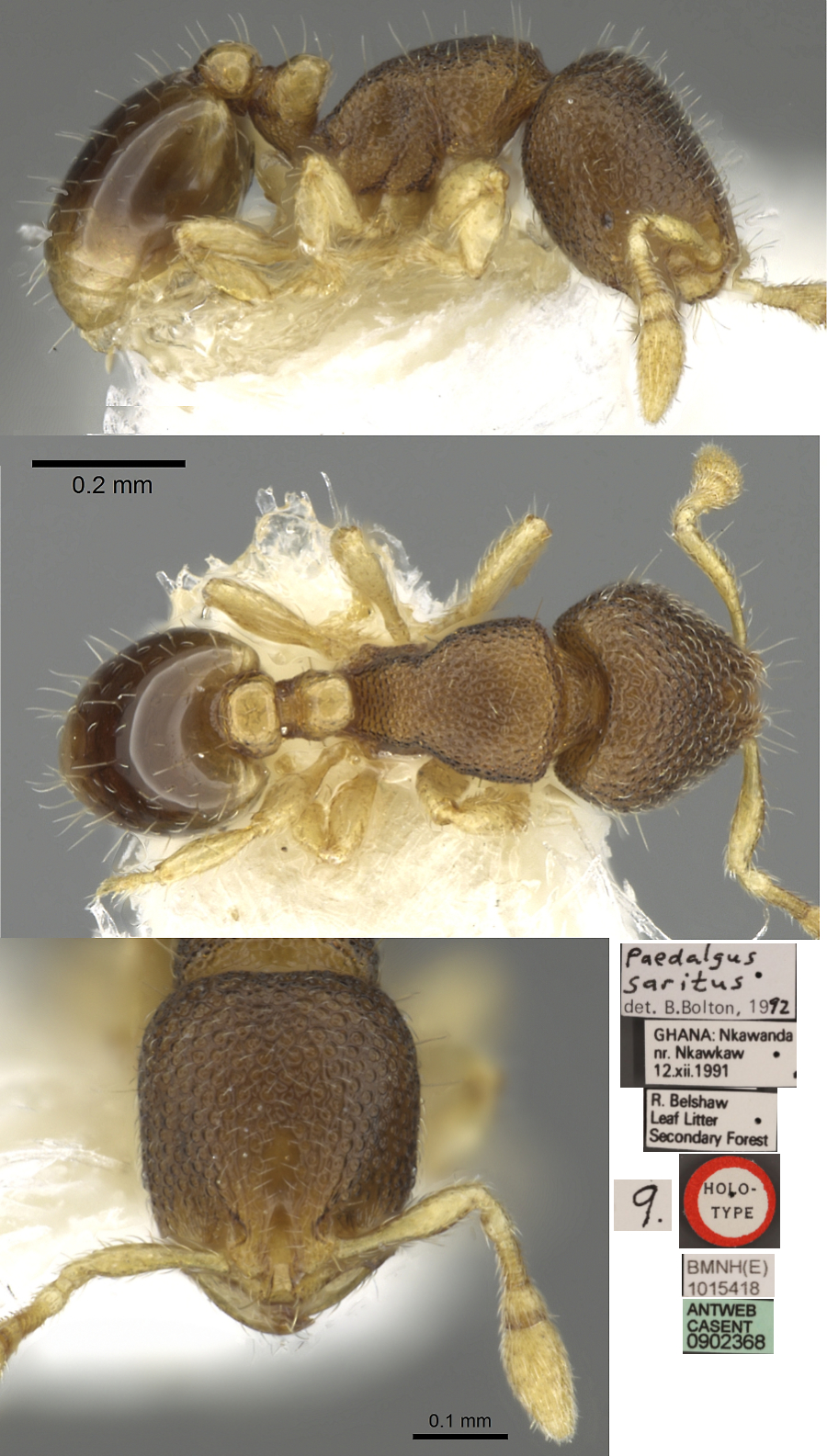 Paedalgus saritus