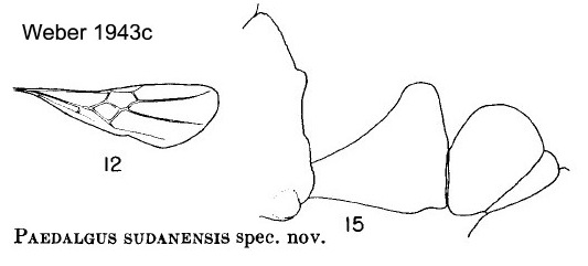 Paedalgus sudanensis queen