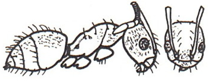 {Paraparatrechina albipes}