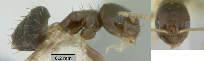 {Paratrechina brunnella}