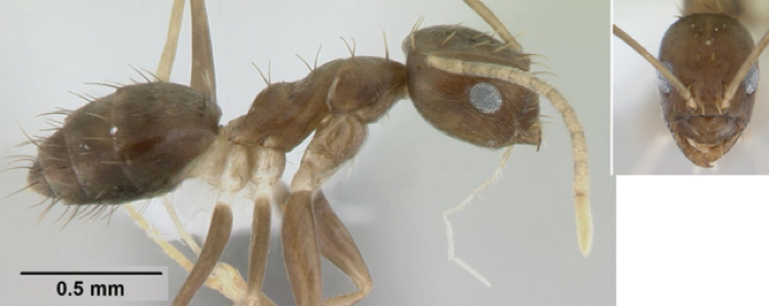 Paarparatrechina concinnata