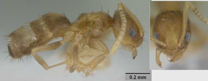 {Paraparatrechina gnoma}