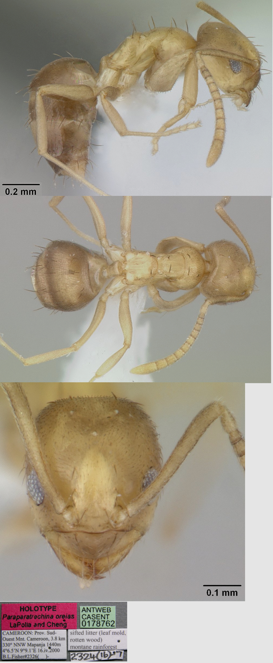 Paraparatrechina oreias