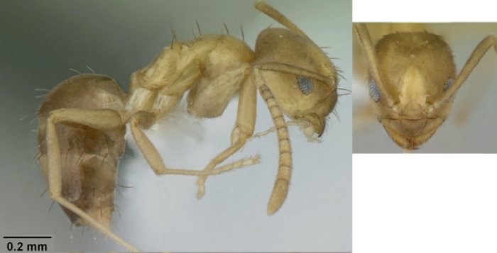 Paraparatrechina oreias