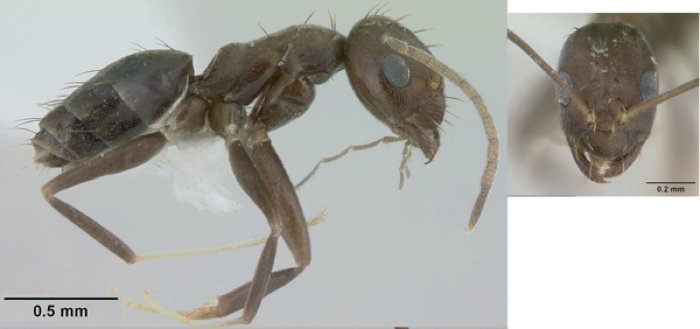 Paraparatrechina splendida