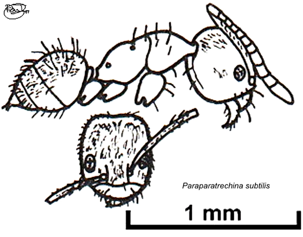 {Paraparatrechina subtilis}