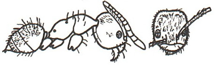 {Paratrechina subtilis}