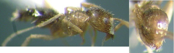 {Paratrechina subtilis}