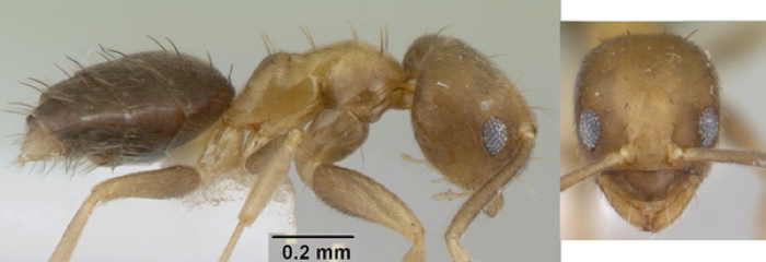 Paraparatrechina umbranatis