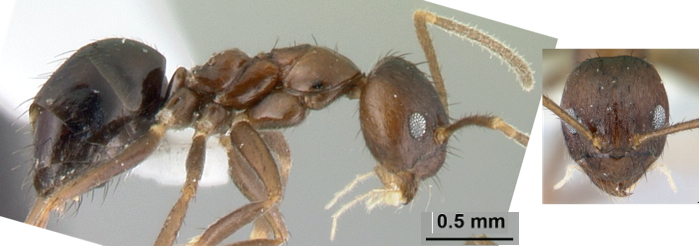 Paratrechina brevisetula