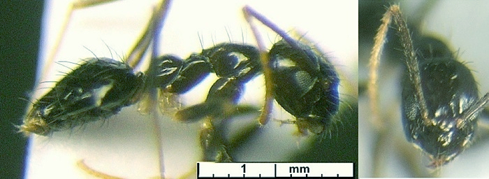 {Paratrechina grisoni}