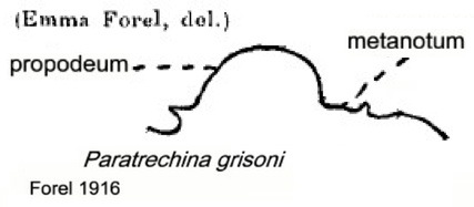 {Paratrechina grisoni}