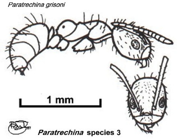 {Paratrechina grisoni}