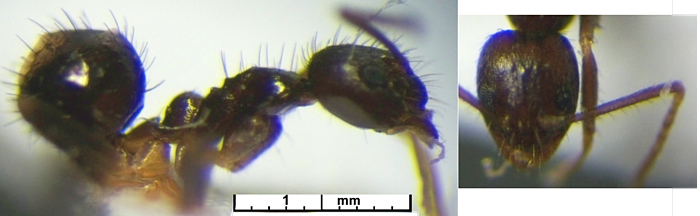 Paratrechina impolita