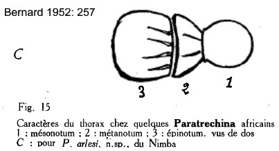 {Paratrechina arlesi}