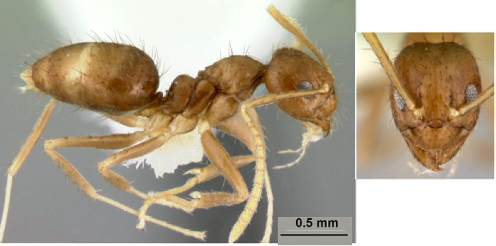 Paratrechina incallida