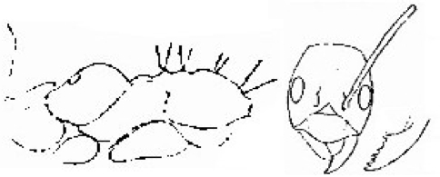 {Paratrechina incallida}