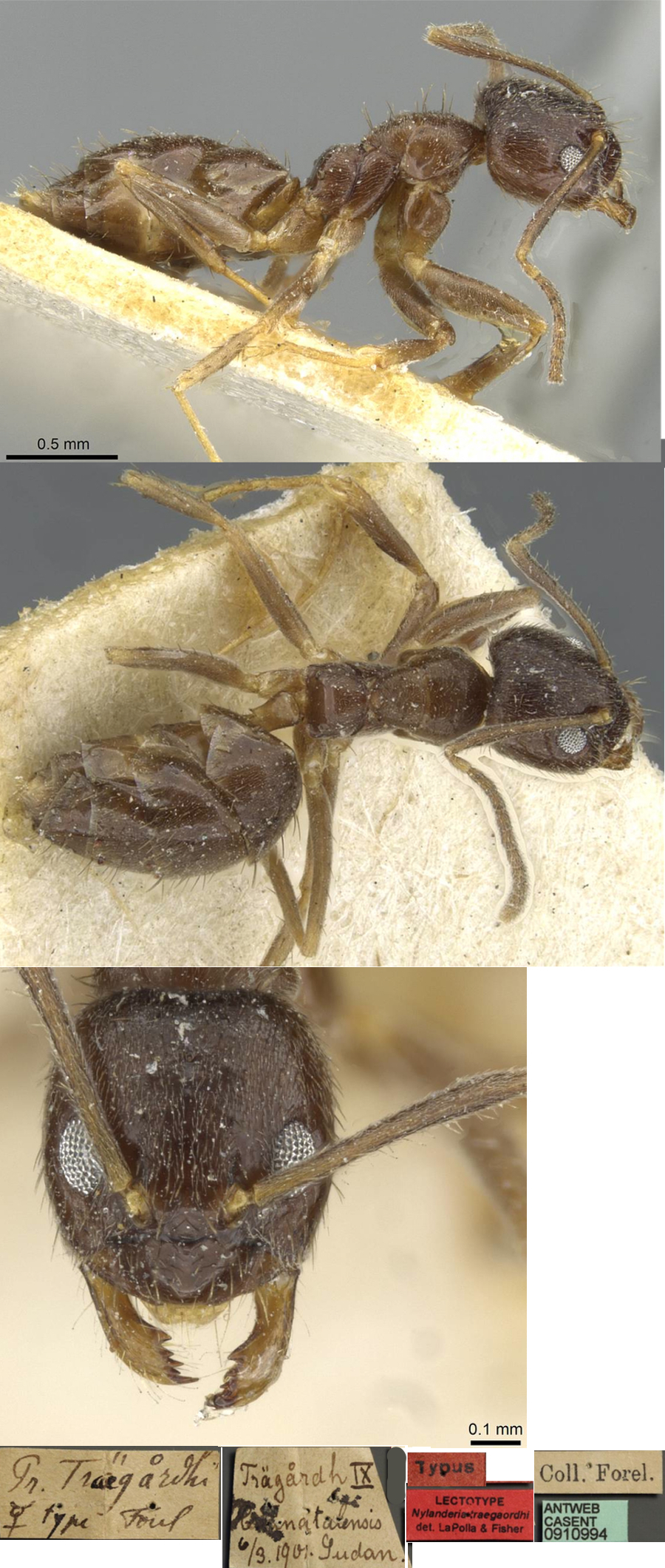 Paratrechina jaegerskioeldi