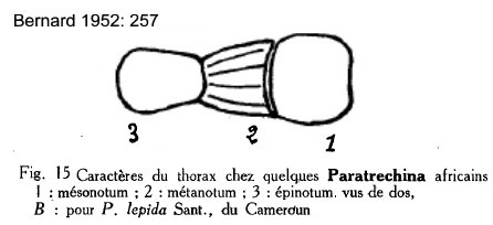 {Paratrechina lepida}