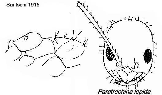 {Paratrechina lepida}