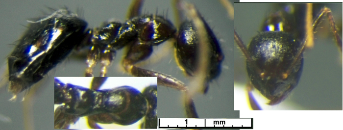 {Paratrechina lepida}