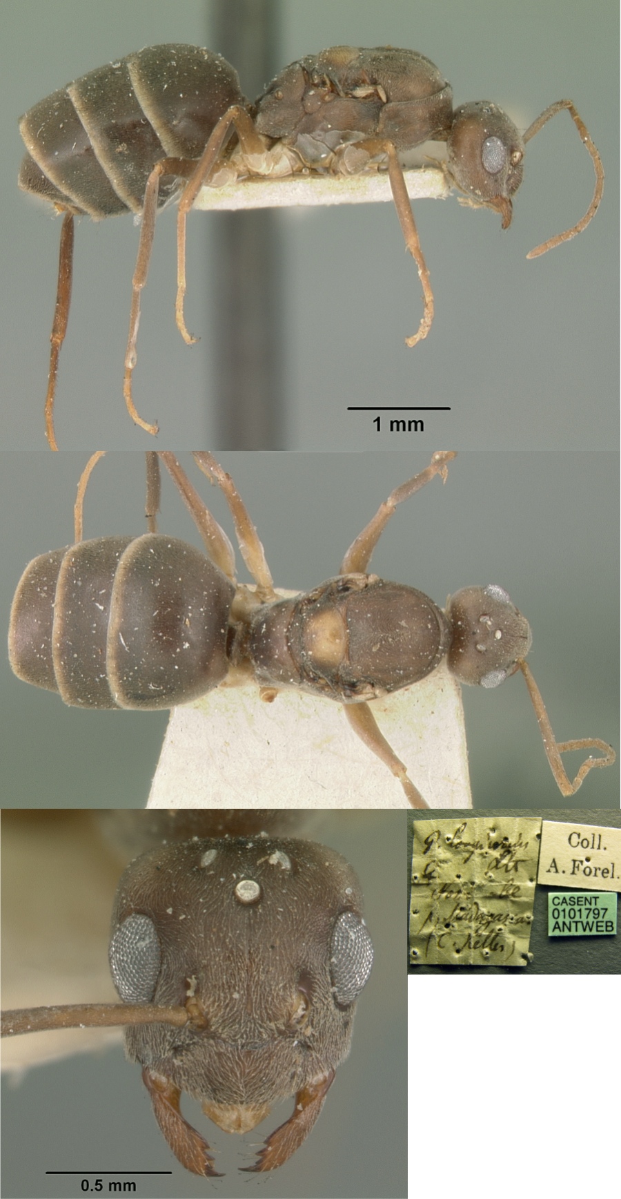 Paratrechina longicornis queen