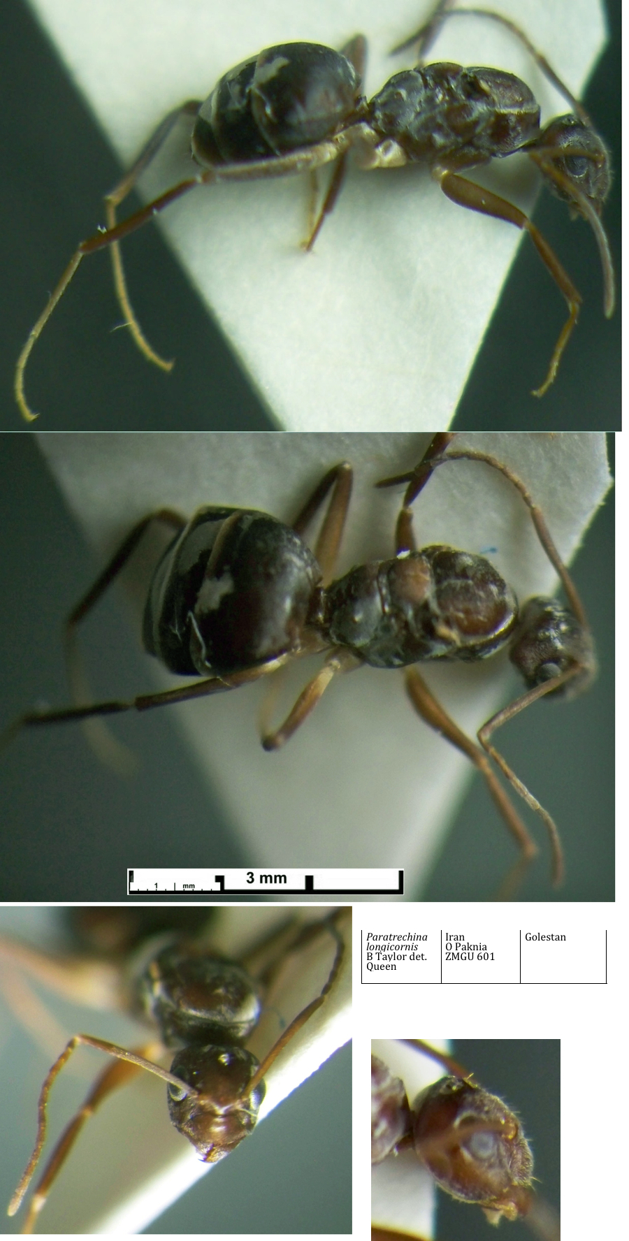 {Paratrechina longicornis queen}