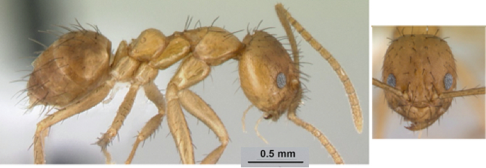 Paratrechina luteafra