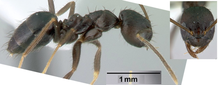 Paratrechina mendica