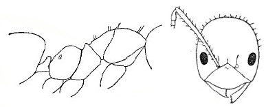 {Paratrechina mendica}