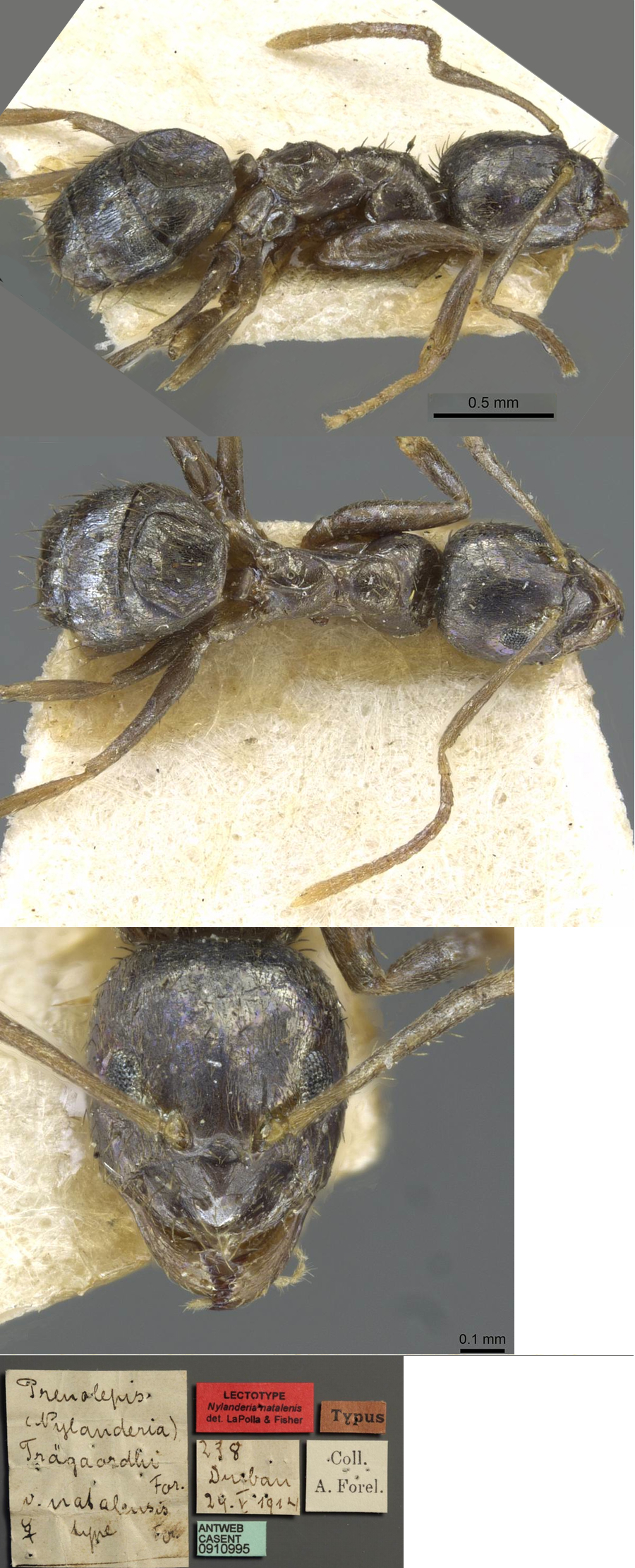 Paratrechina natalensis worker