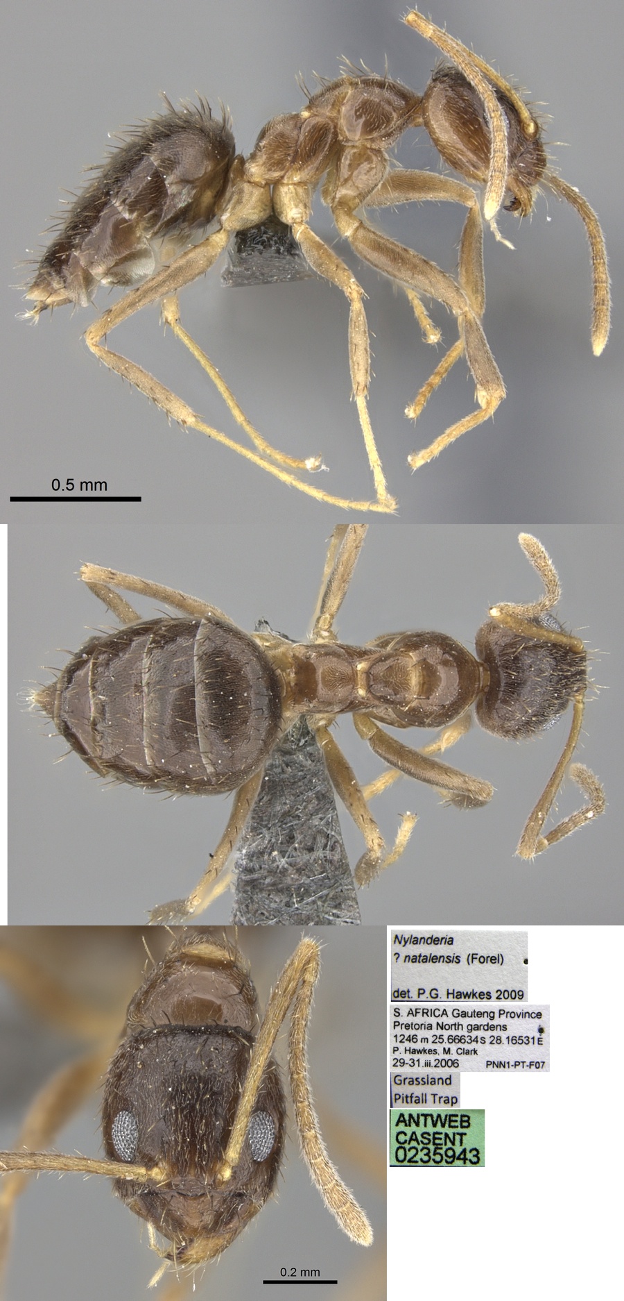 Paratrechina natalensis worker