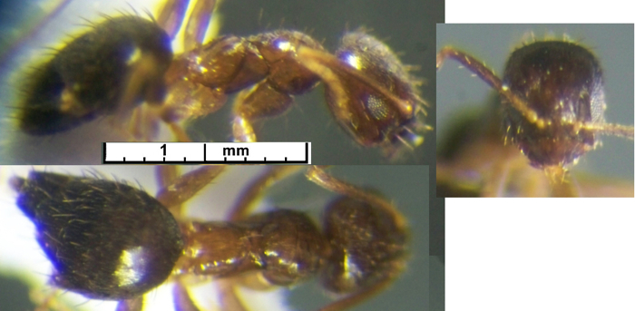 {short description of image}