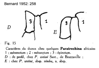 {Paratrechina weissi}