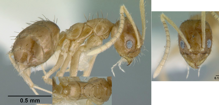 {Paratrexchina umbella}