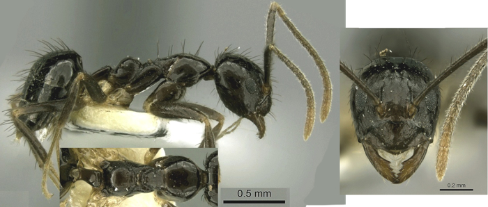 Paratrechina silvula