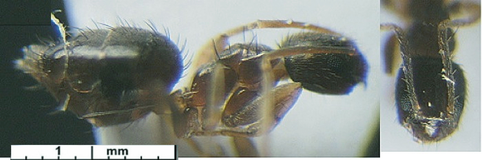 Paratrechina umbella