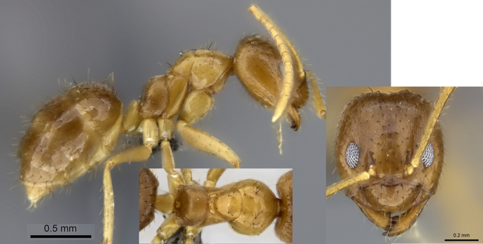 Paratrechina usambarica