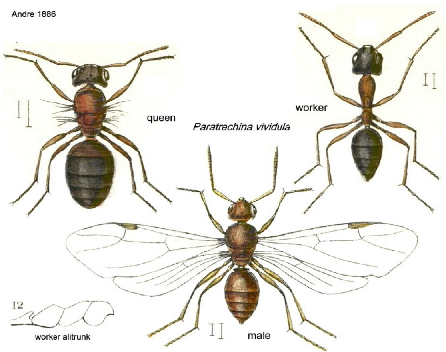 {Paratrechina vividula