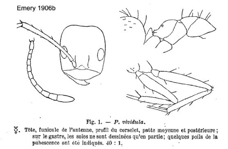 {Paratrechina vividula}