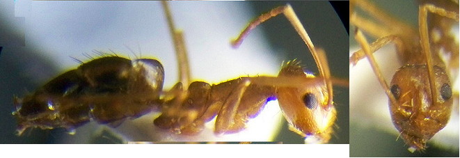 Paratrechina waelbroecki worker ?